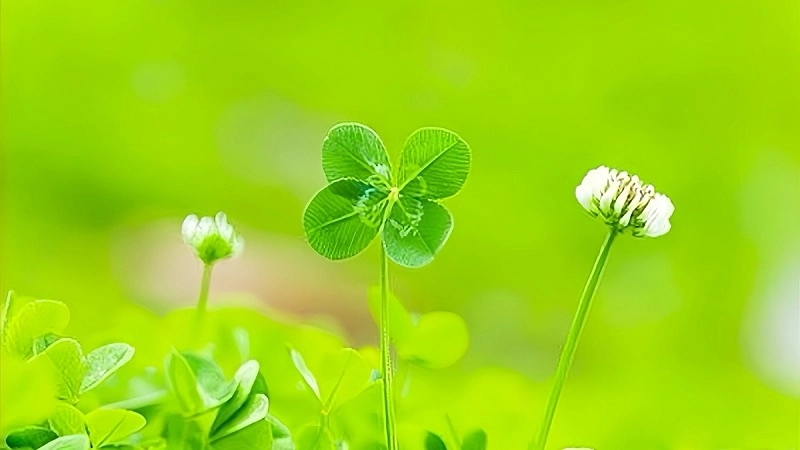 Hình nền cỏ 4 lá may mắn avatar đẹp giúp tinh thần luôn phấn chấn