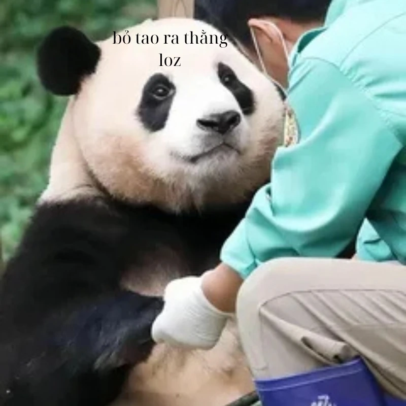 Lời cay đắng từ chửi meme gấu trúc