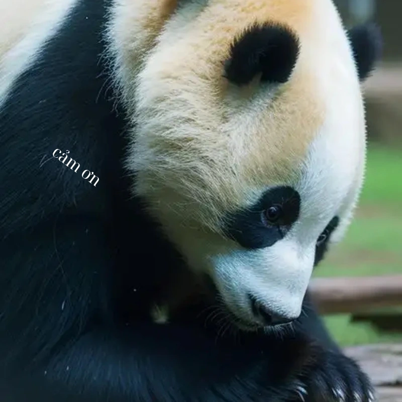 Một lời cảm ơn chân thành từ meme gấu trúc cảm ơn