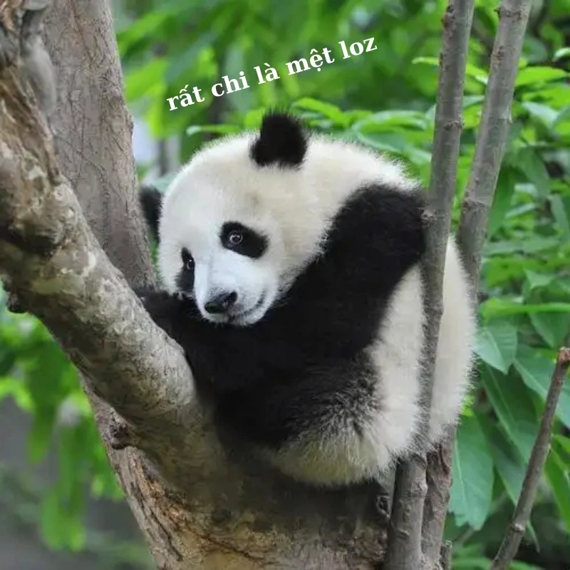 Ai cùng cảnh ngộ với meme gấu trúc mệt mỏi nào
