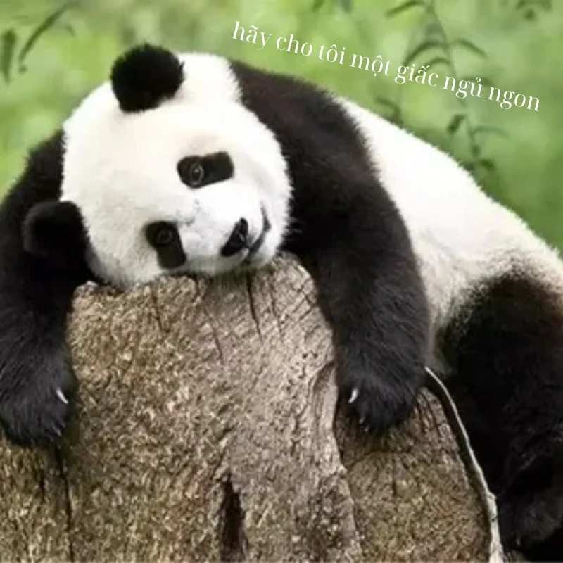 Hội cú đêm gọi tên meme gấu trúc mất ngủ