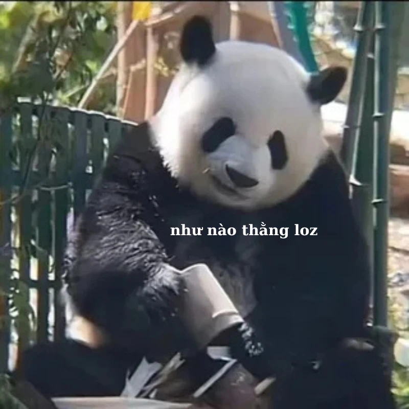 Cà khịa đỉnh cao với meme gấu trúc meme chửi tục