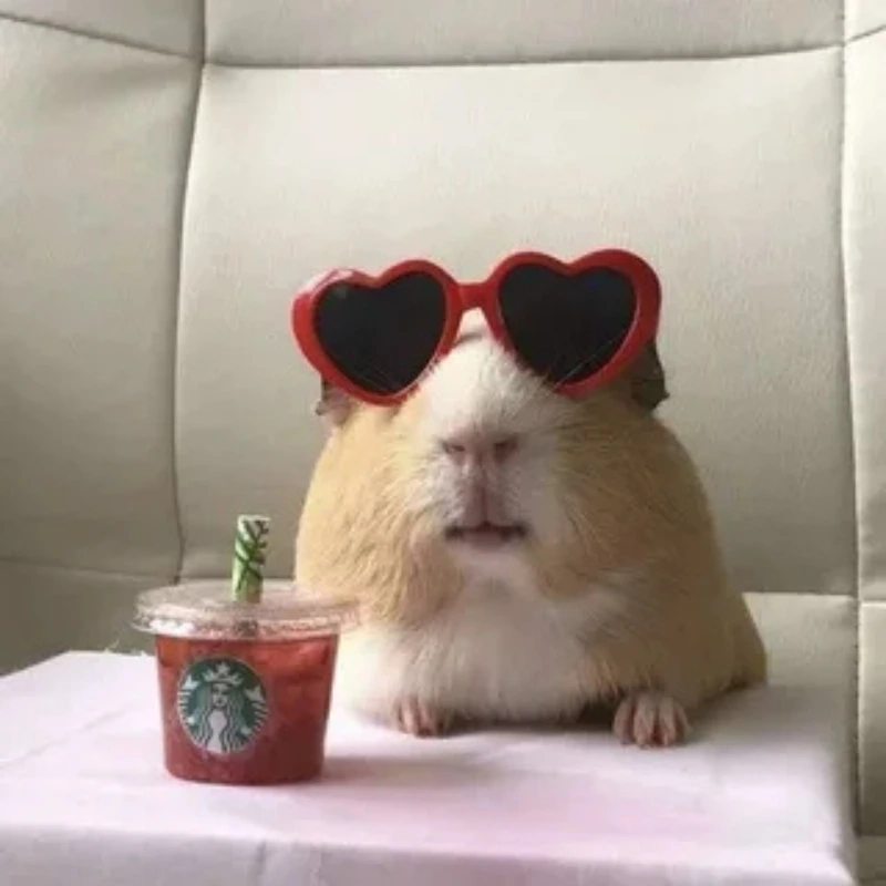 Bộ sưu tập cute avatar meme hài dễ thương và vui nhộn