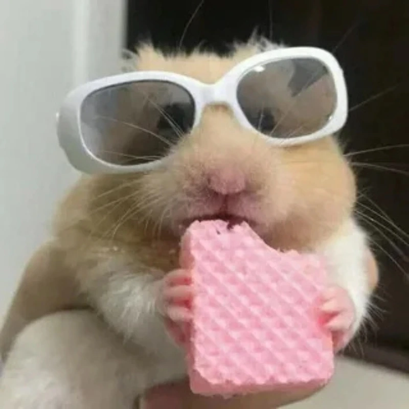 Loạt cute hài hước meme chuột hamster siêu đáng yêu