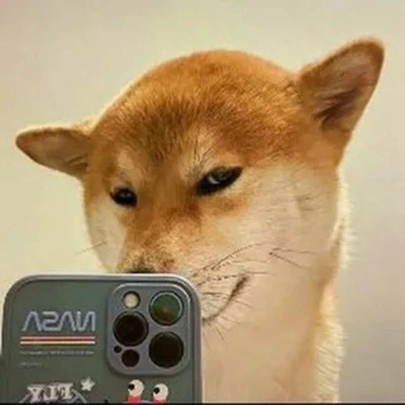 Cười ngất với những ảnh hài meme chó cute đáng yêu