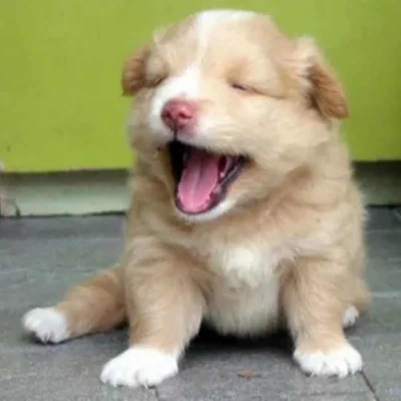 Loạt ảnh hài meme ảnh chó hài dễ thương và hài hước
