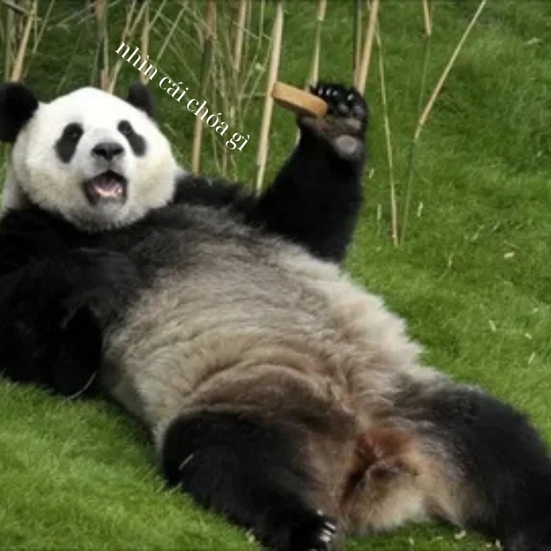 Cà khịa đỉnh cao với meme gấu trúc chửi