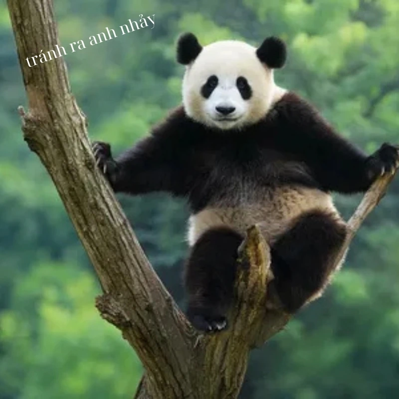 Không xem uổng phí cả ngày, ảnh meme gấu trúc bựa là đây