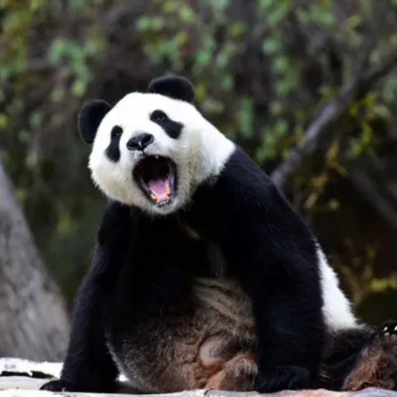 Nhìn phát cười liền với meme hài hước hài hước meme gấu trúc