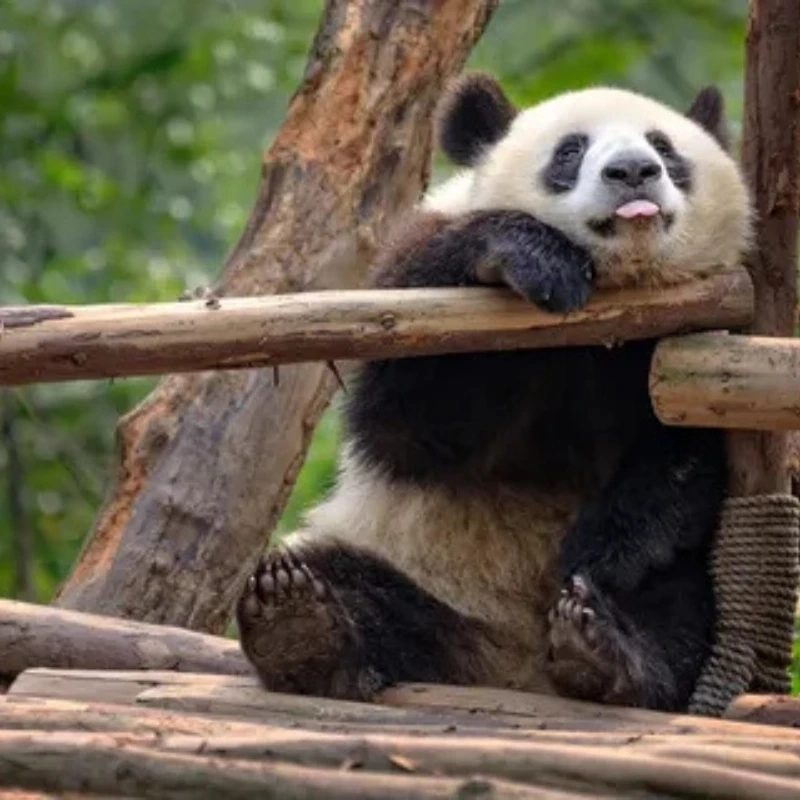 Chuyên mục xả stress: ảnh meme gấu trúc meme hài