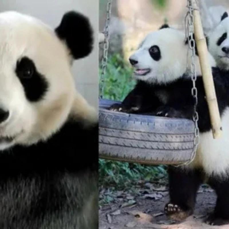 Không nhịn được cười với ảnh hài hước meme gấu trúc