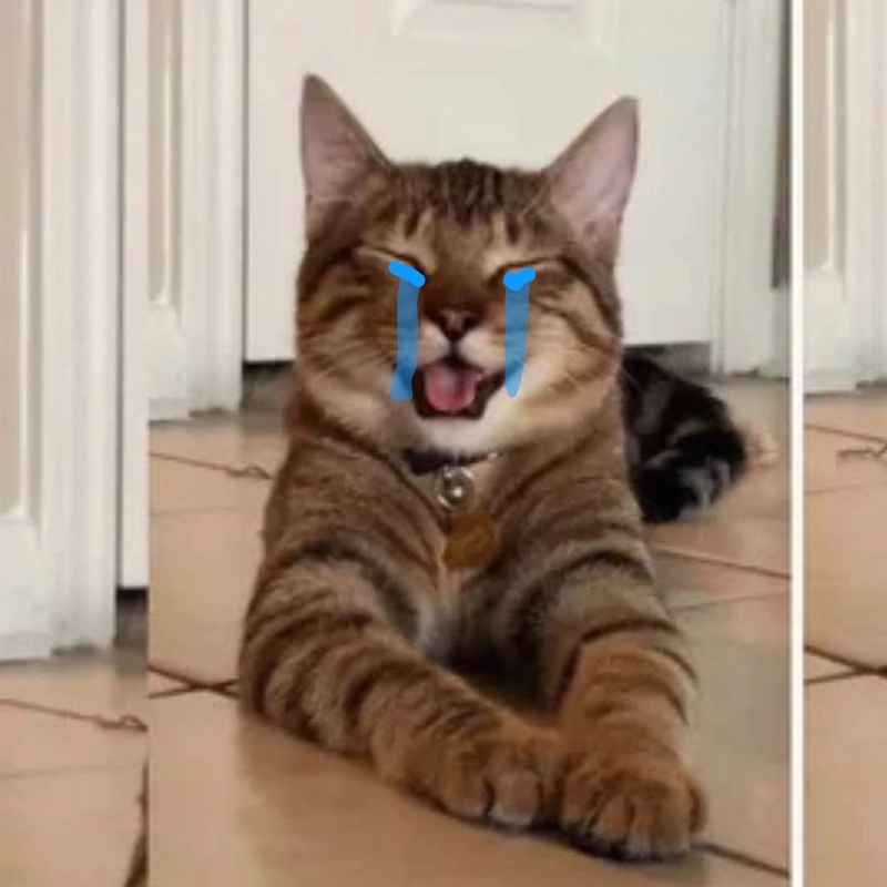 Xem ảnh meme mèo khóc mà muốn khóc theo