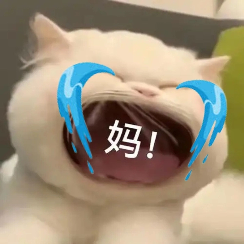 Khi bạn há hốc mồm há mồm meme mèo khóc