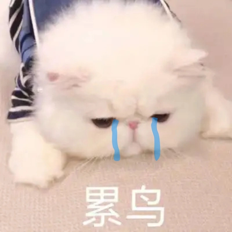 Đây chính là mèo khóc meme mà ai cũng cần