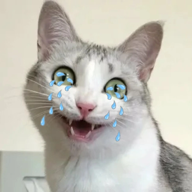 Nhìn mặt ảnh mèo khóc meme thấy tội ghê