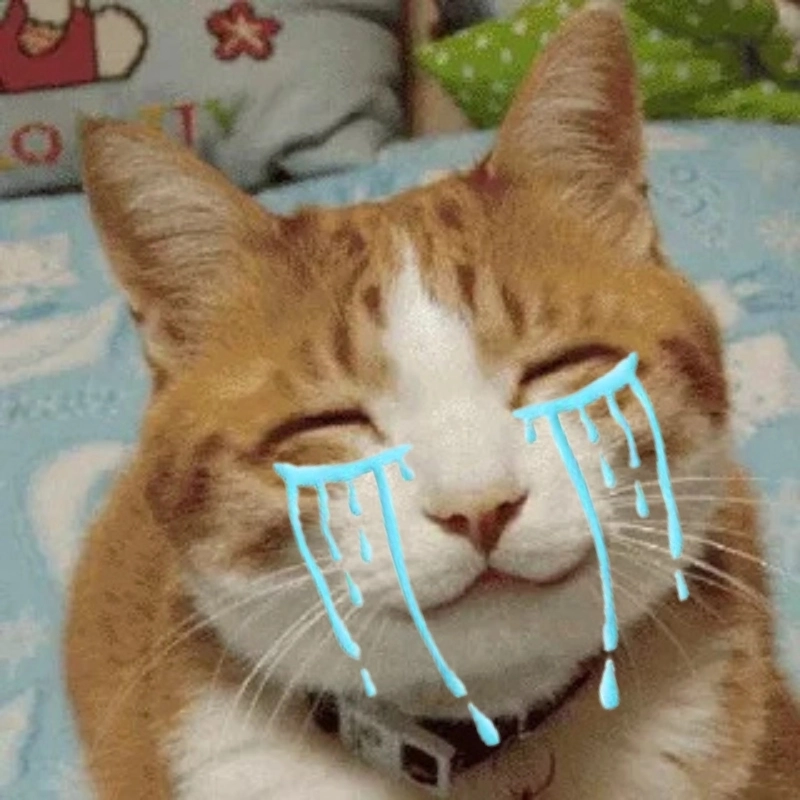 Một chiếc ảnh con mèo khóc meme siêu đáng yêu