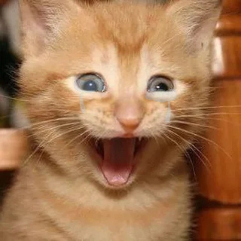 Đổi ngay ảnh meme avatar mèo khóc cho hợp mood