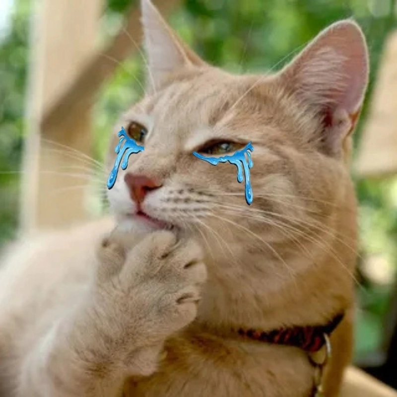 Đây là che miệng meme mèo khóc cute cực viral
