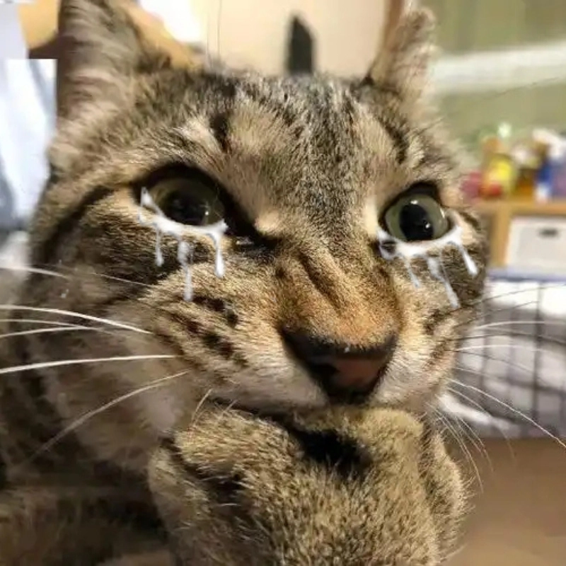 Ai hiểu nỗi buồn này che miệng meme mèo khóc