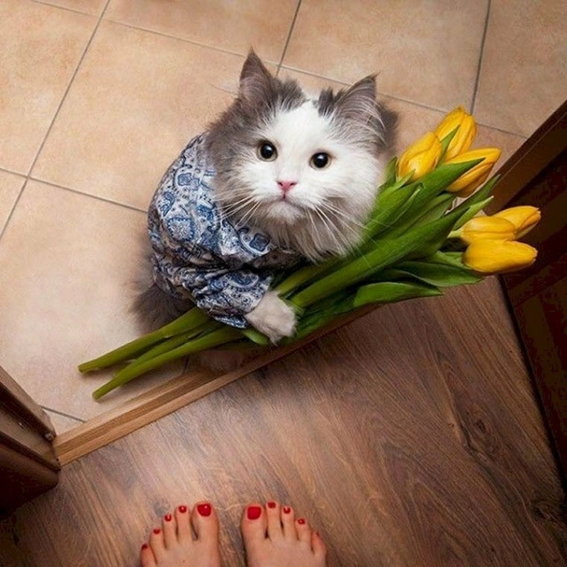 Ai mà cưỡng lại được sự dễ thương của meme con mèo tặng hoa