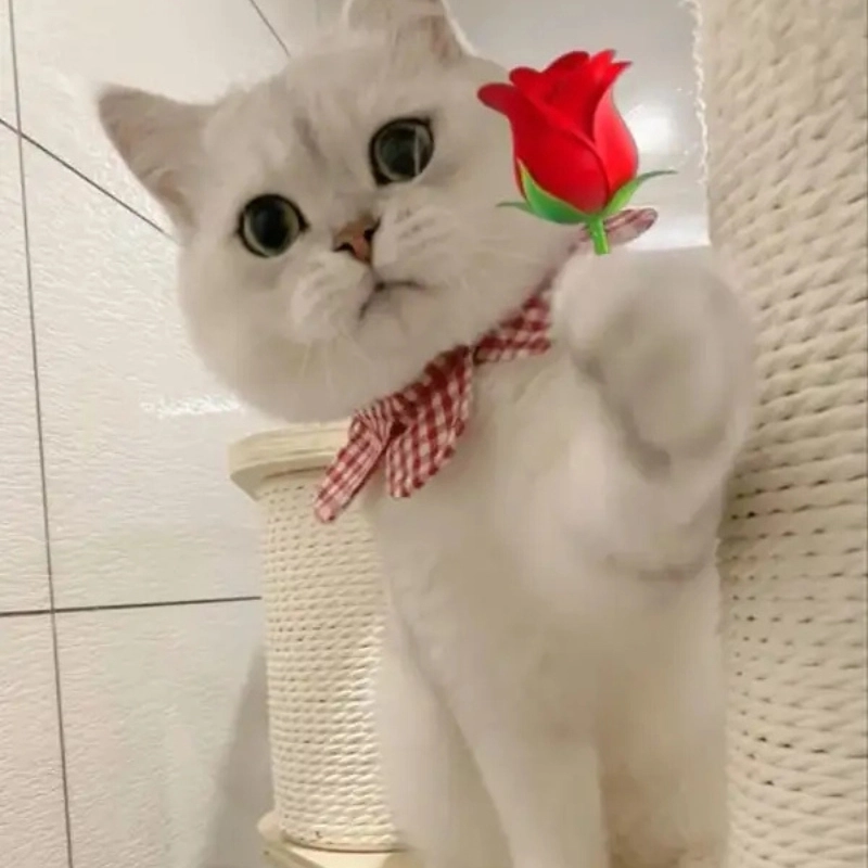 Nhận ngay sự đáng yêu từ meme mèo tặng bông hoa
