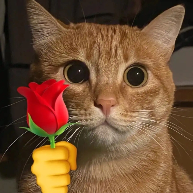 Cùng tận hưởng sự ngọt ngào từ meme mèo cầm hoa hồng