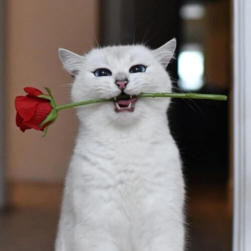 Biểu cảm tinh nghịch của meme mèo ngậm hoa siêu đáng yêu
