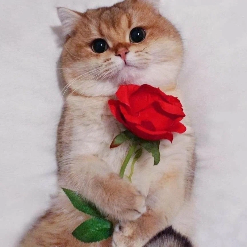 Tặng bạn chút yêu thương từ meme con mèo cầm hoa hồng