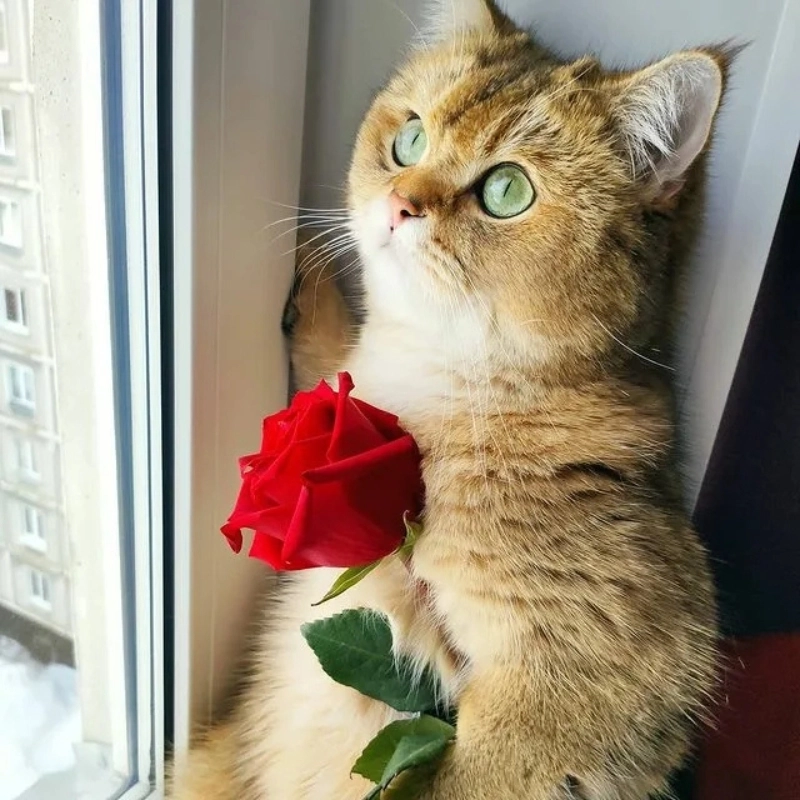 Tận hưởng khoảnh khắc ngọt ngào với meme mèo hoa cực hot