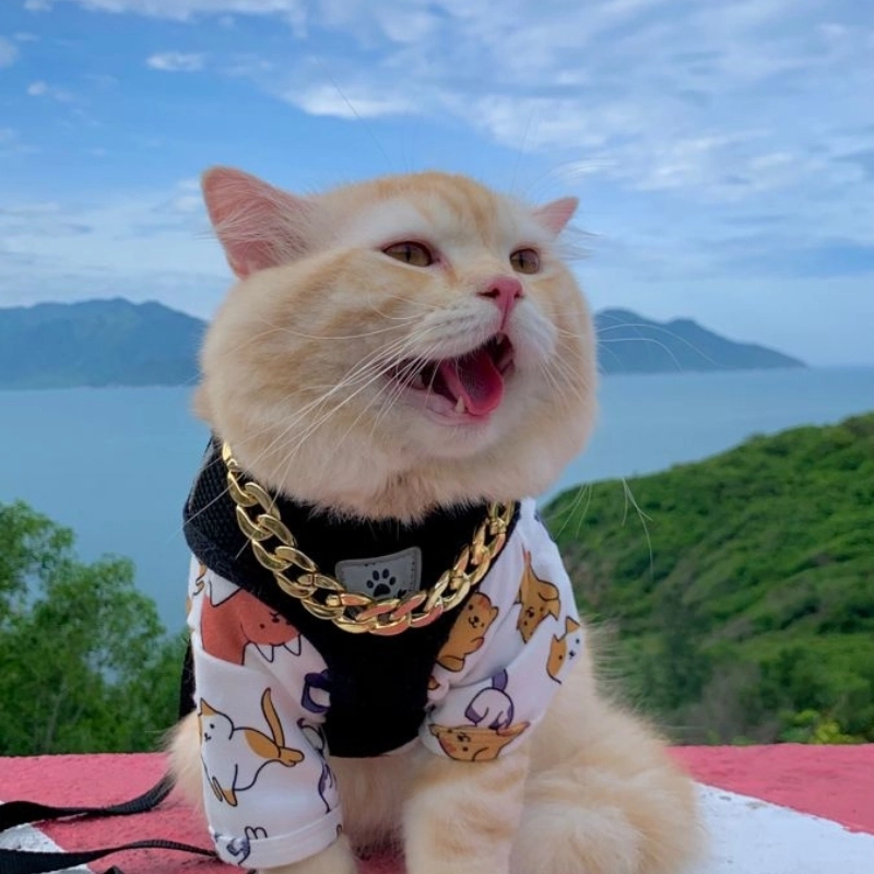 Khi tìm kiếm ảnh meme mèo ngại ngùng để thể hiện cảm xúc