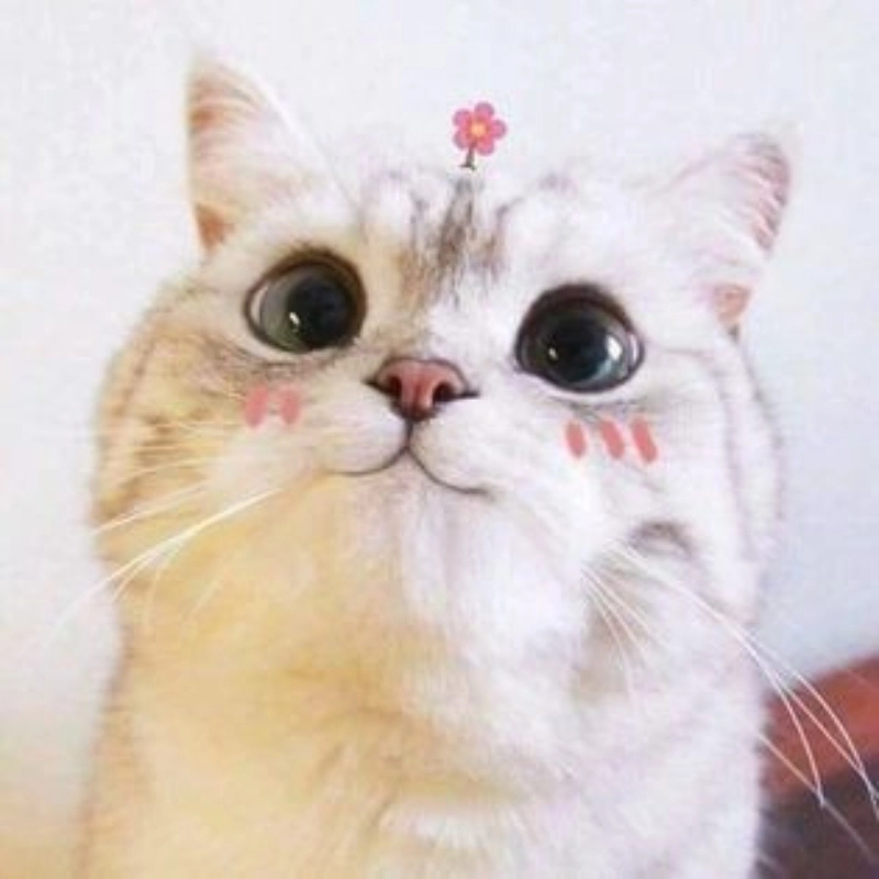 Boss mèo cũng không thoát khỏi cảm giác meme con mèo ngại ngùng