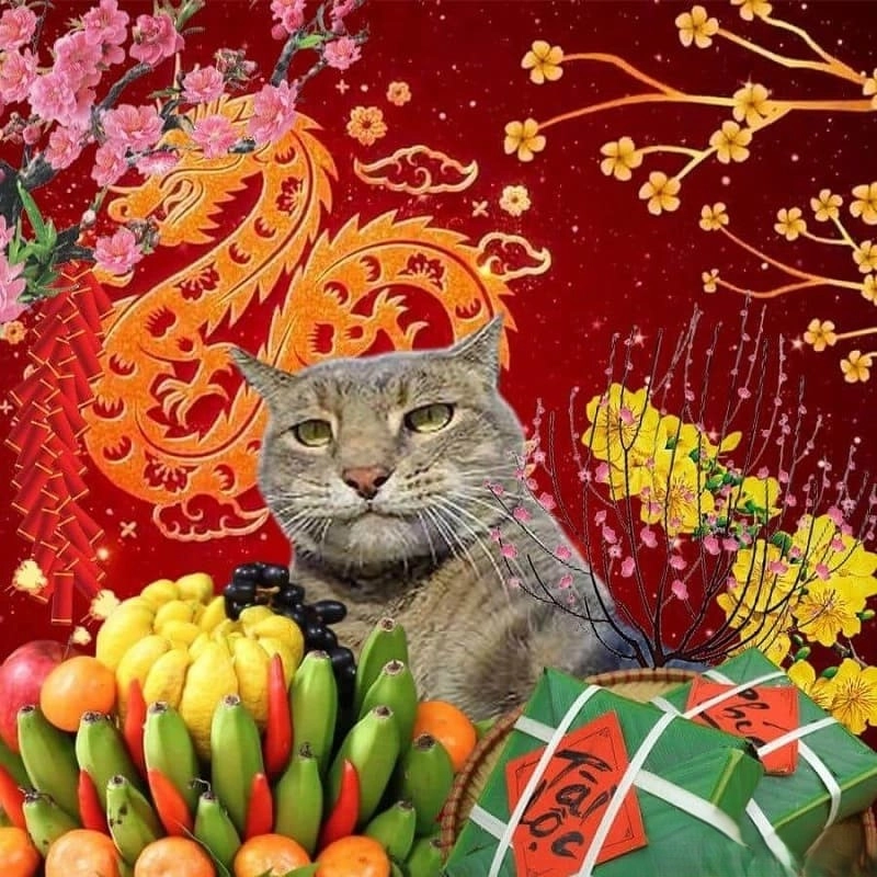 Hài không đỡ nổi với ảnh mèo tết meme bựa