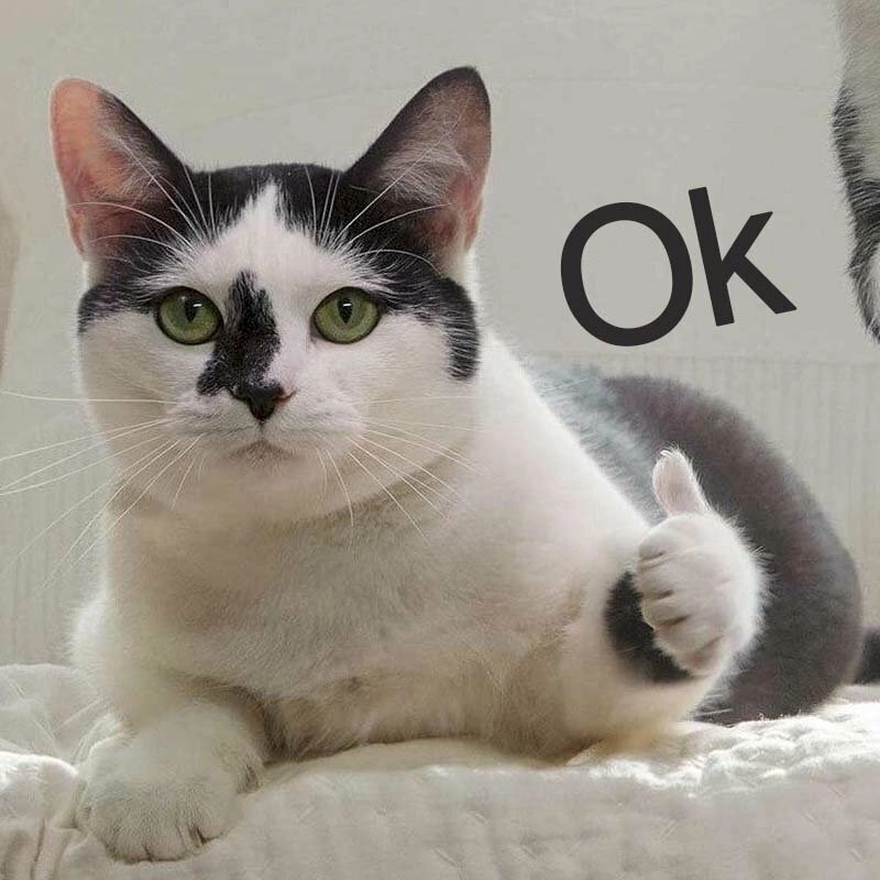 Khi cat meme ok nói lên tất cả cảm xúc của bạn