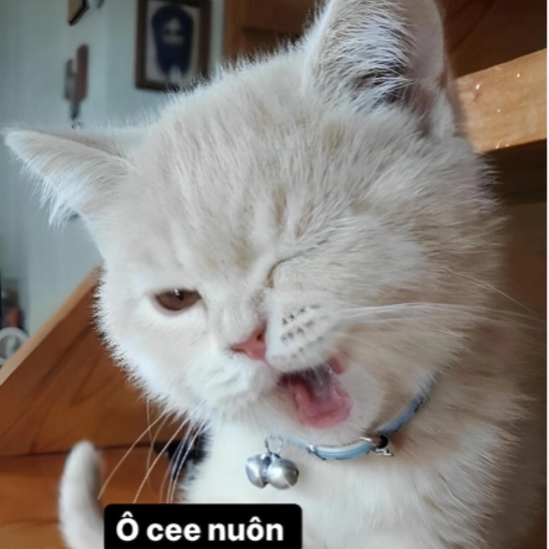 Chú meme ok mèo này nhìn cưng quá đi mất
