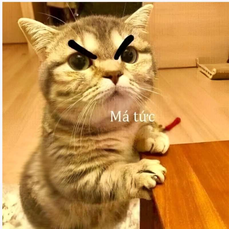 Bộ sưu tập hình meme mèo tức giận không thể bỏ lỡ