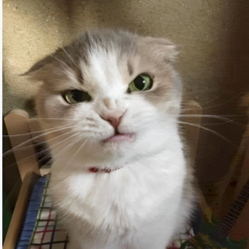 Meme cat tức giận mà ai xem cũng thấy quen thuộc