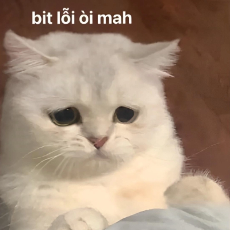Gửi ảnh mèo meme xin lỗi, mong rằng sẽ được tha thứ