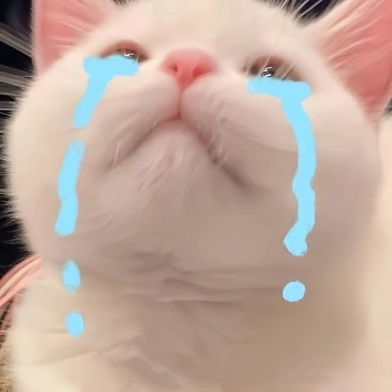 Dùng xin lỗi meme mèo có thể giúp bạn thoát khỏi rắc rối