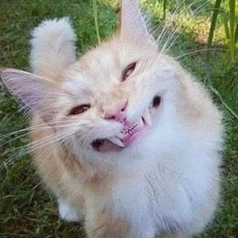 Bộ sưu tập meme bựa mèo hot nhất để chia sẻ cùng bạn bè