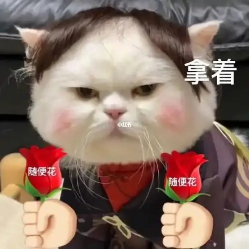 Bộ sưu tập meme ảnh mèo bựa hot trend trên mạng xã hội