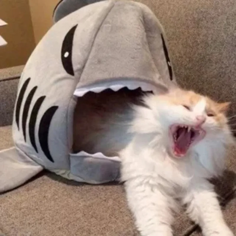 Những biểu cảm độc lạ của meo bựa meme mèo khiến ai cũng thích thú