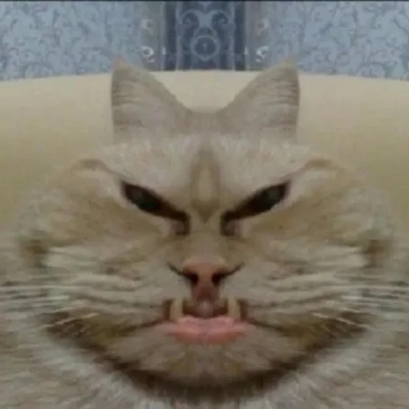 Tổng hợp mèo bựa meme hài hước nhất giúp bạn xả stress