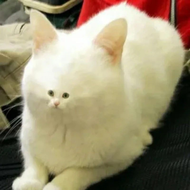 Thay ngay avatar meme mèo bựa để thể hiện phong cách bá đạo