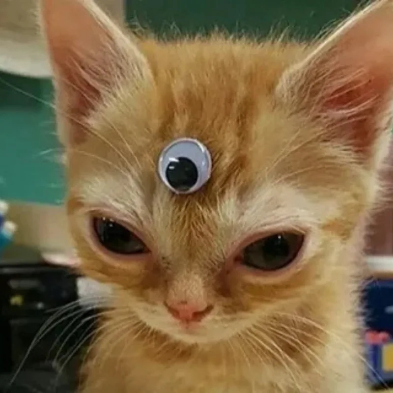Những hình mèo meme bựa siêu bựa khiến ai cũng thích thú