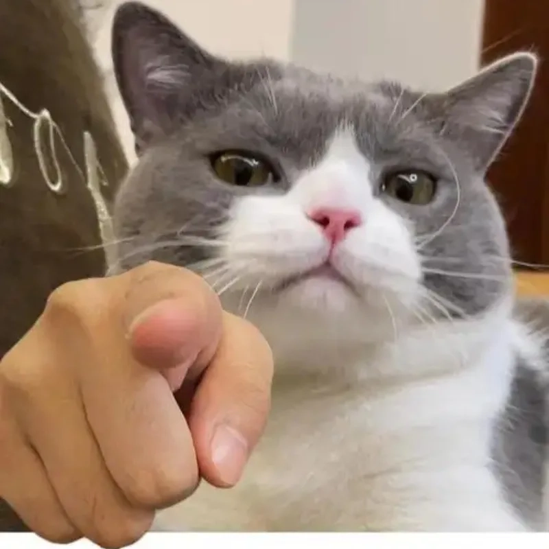 Những biểu cảm cực bựa của meo bựa meme khiến ai cũng bật cười