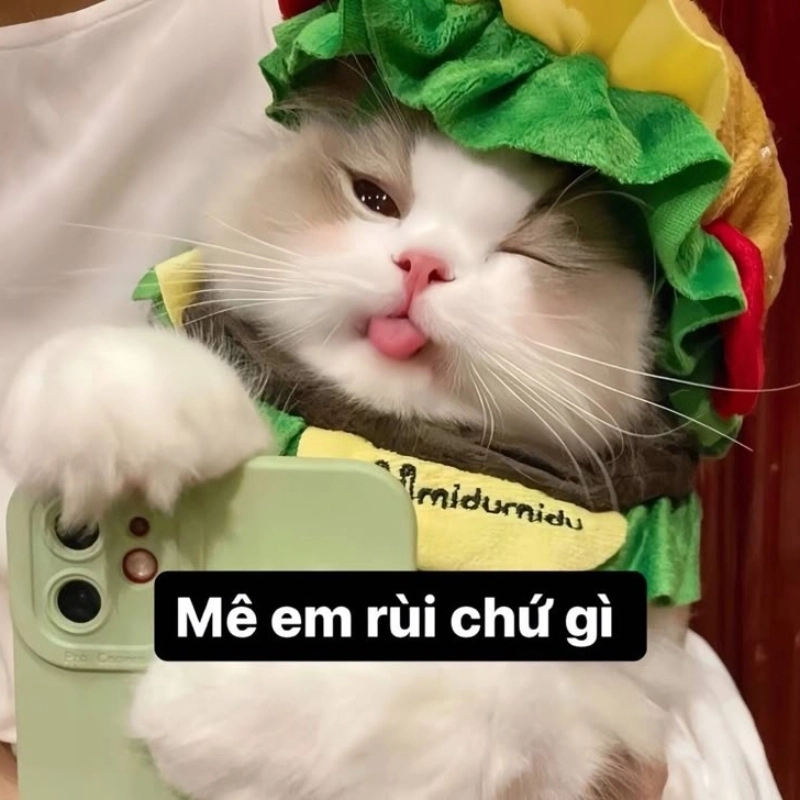 Đặt ngay avatar mèo vô tri meme cực hài