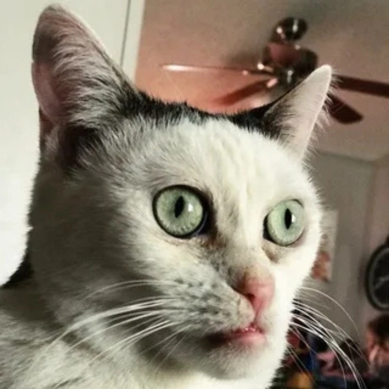 Loạt ảnh mèo meme vô tri cười xỉu