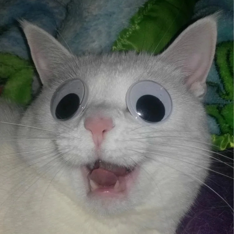 Thay ngay avatar vô tri meme mèo dễ thương
