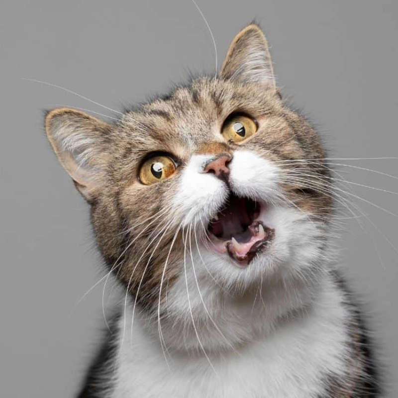 Biểu cảm đỉnh cao của vô tri há mồm meme mèo cười
