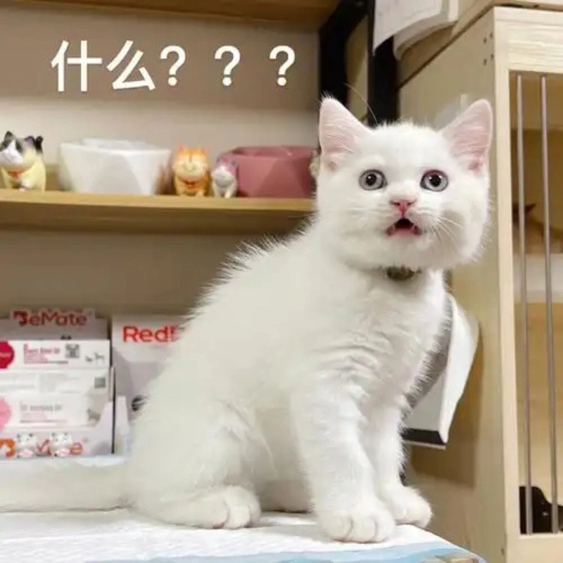 Kho ảnh ảnh meme mèo vô tri siêu bựa